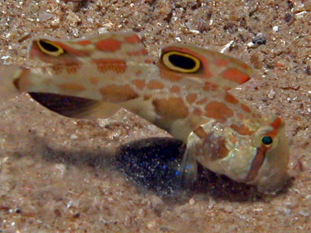 Signigobius biocellatus (Gobide biocellato)